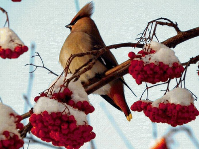 Сойка и свиристель