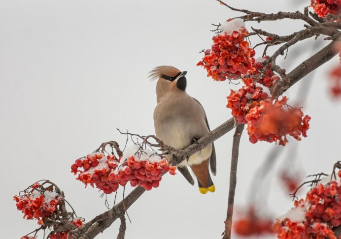 Свиристель птица зимой