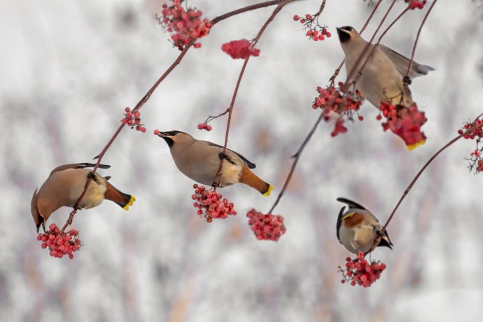 Хохлатые свиристели птенцы