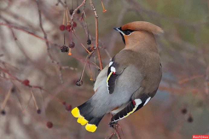 Свиристель обыкновенный