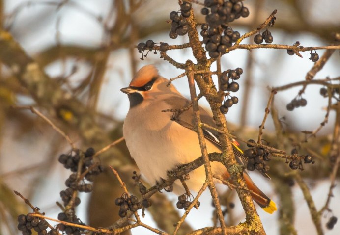 Зимние птички России