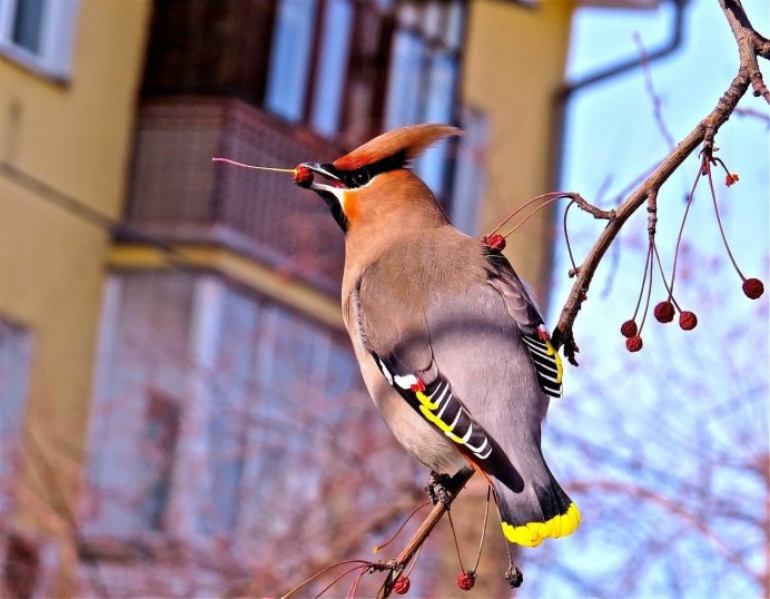 Свиристели на рябине