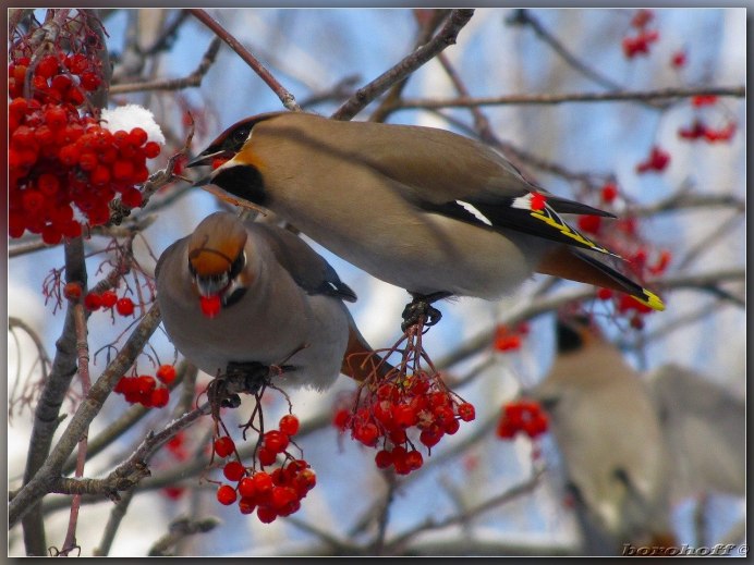 Свиристель зимующая птица