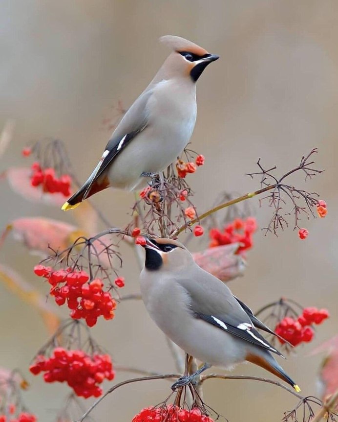Свиристель птица зимой
