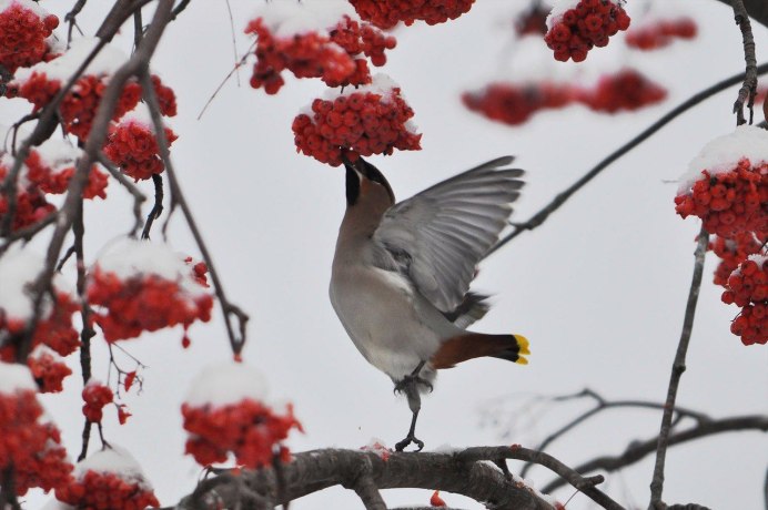 Щегол и свиристель