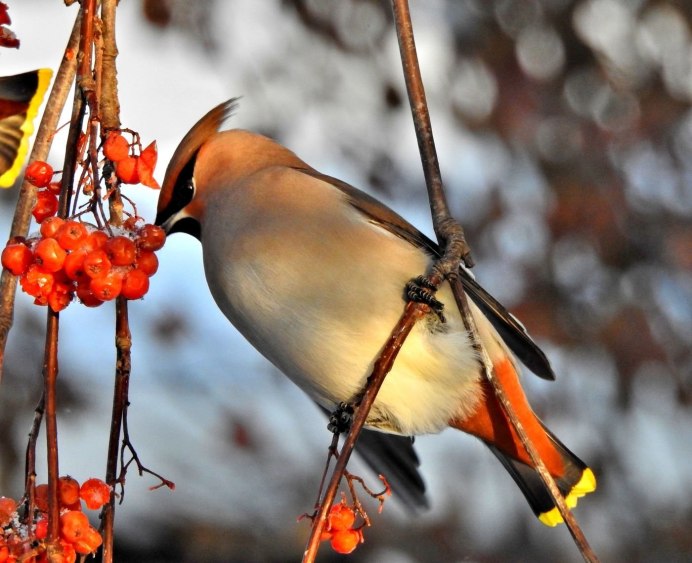 Птицы на рябине зимой