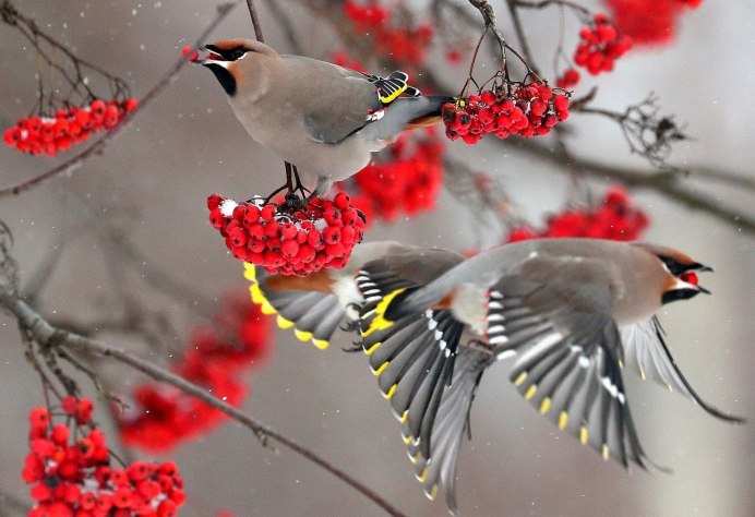 Зимние птицы в городе