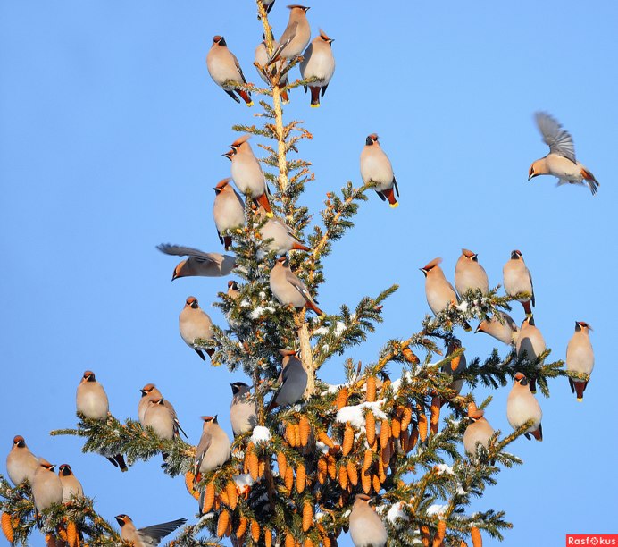 Дрозд свиристель Крымский