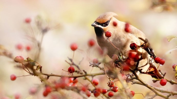 Свиристель вино