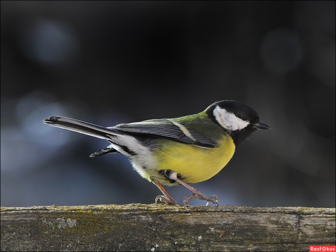 Гаечки-синички птицы