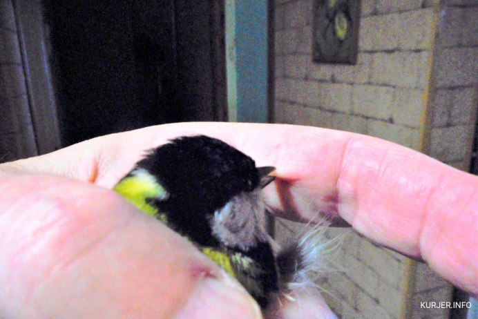 Черный Воробей