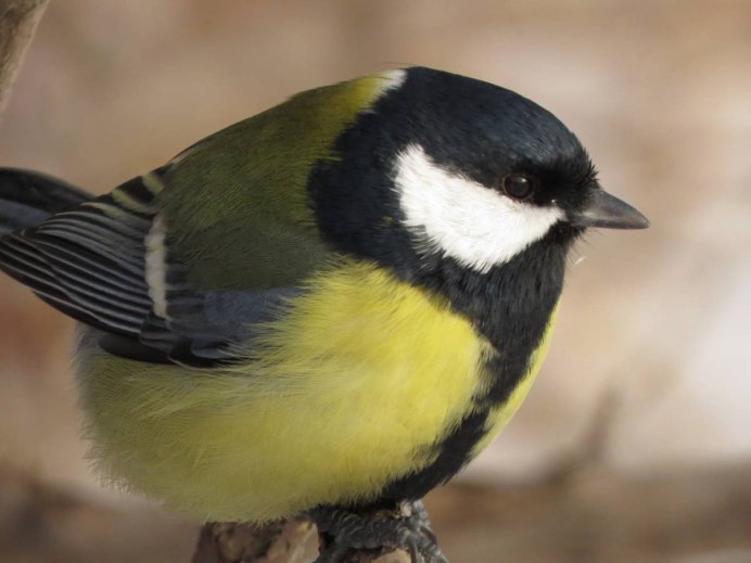 Parus Major птица