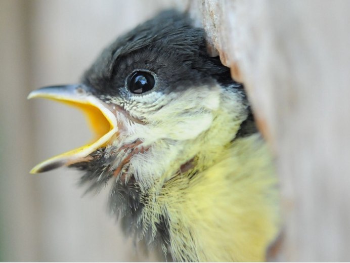 Клюв синицы