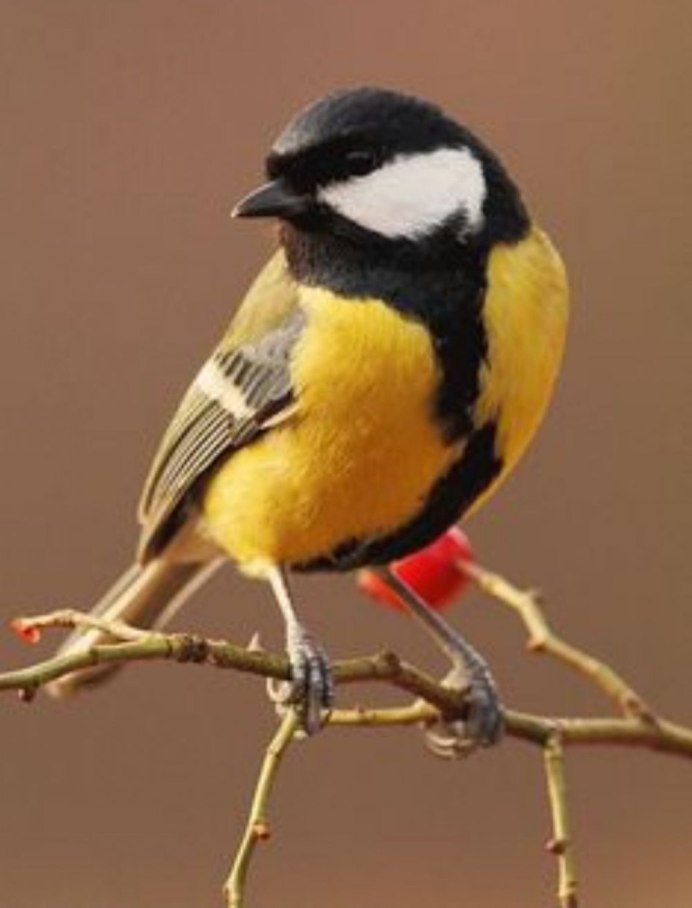 Маленькие серенькие птички милые