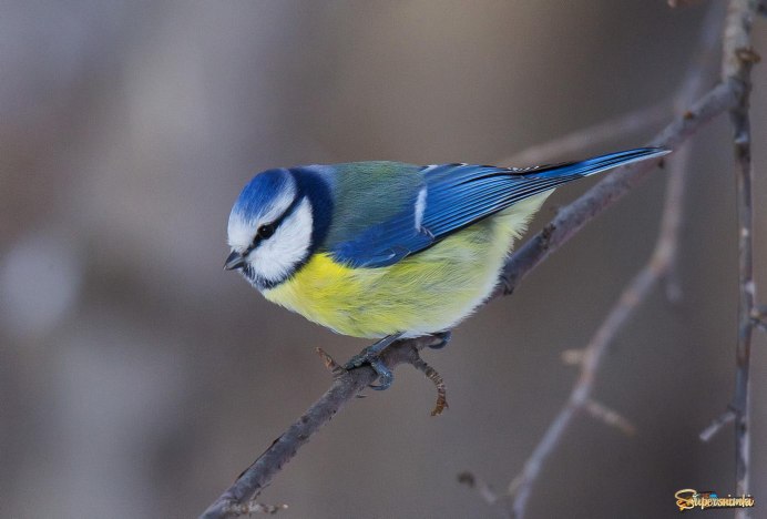 Серая синица с черной шапочкой