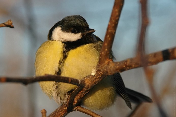 Московская синица птица