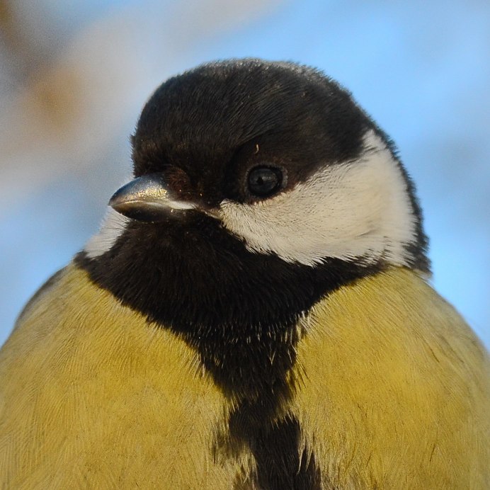 Клювы зимующих птиц