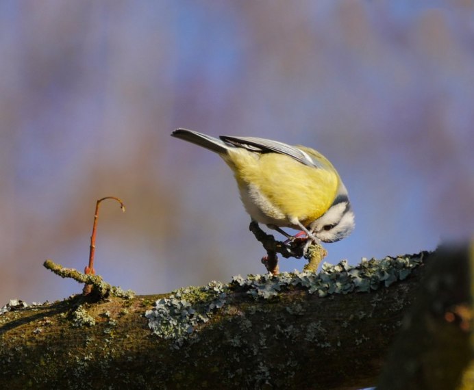 Московская синица птица