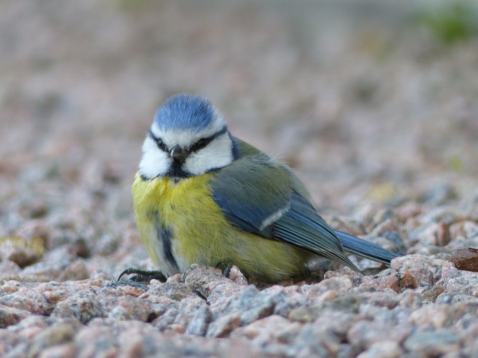 Самые красивые птицы