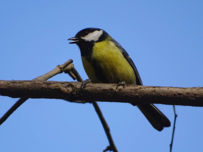 Синяя лазоревка птица