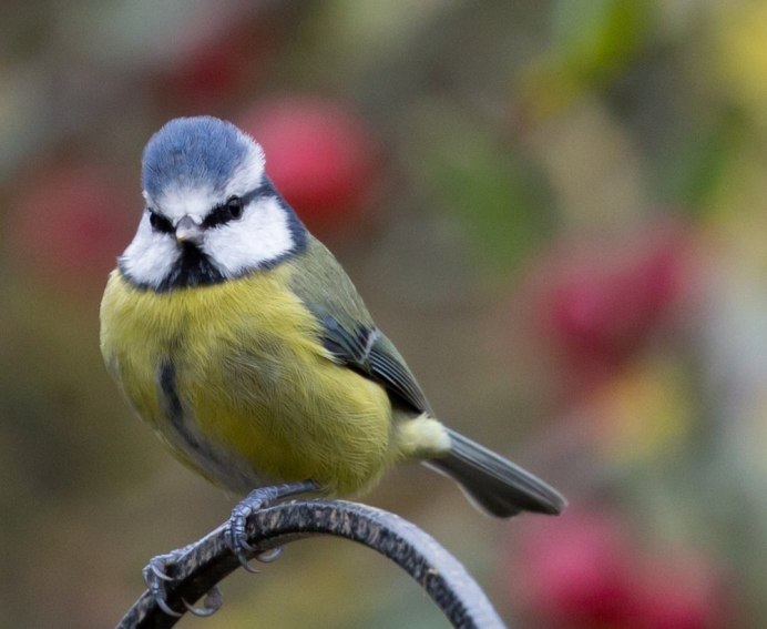 Клюв синицы