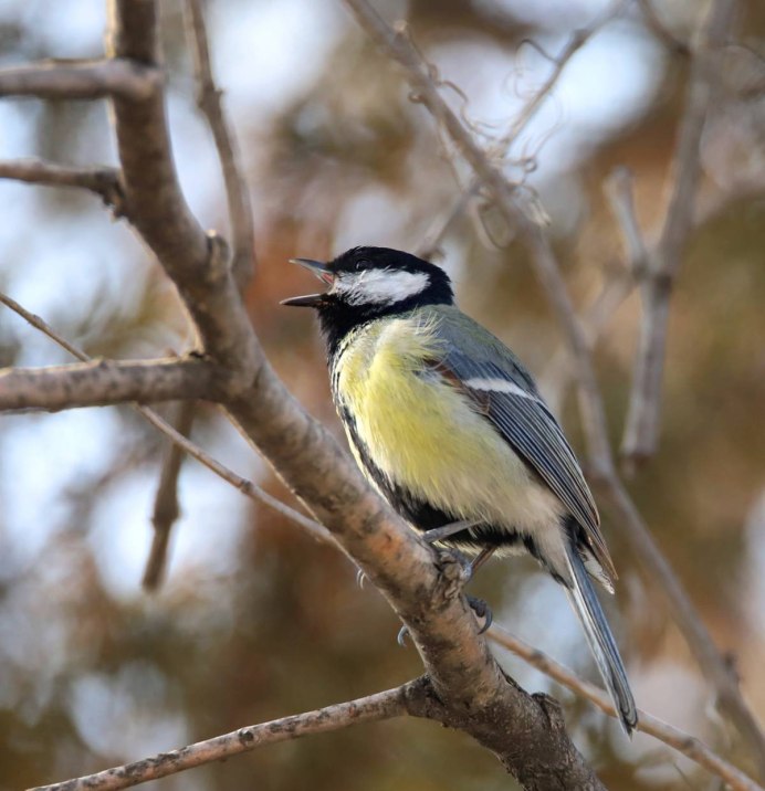 Синица Зяблик