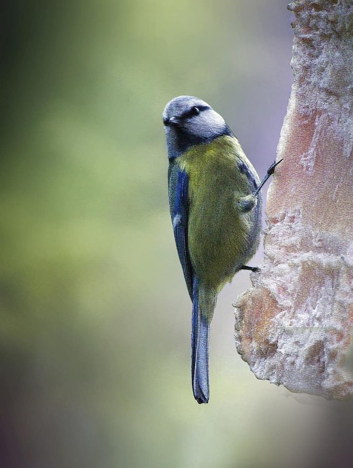 Синичка с открытым клювом
