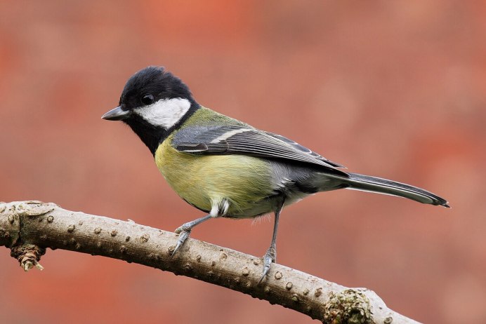 Птицы лазоревка синяя птица