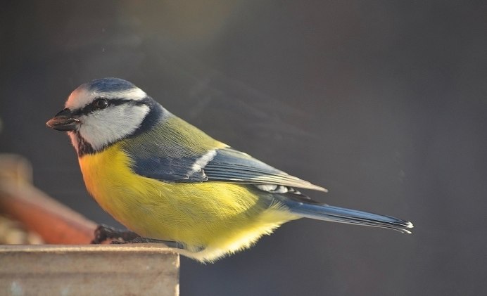 Зеленоспинная синица