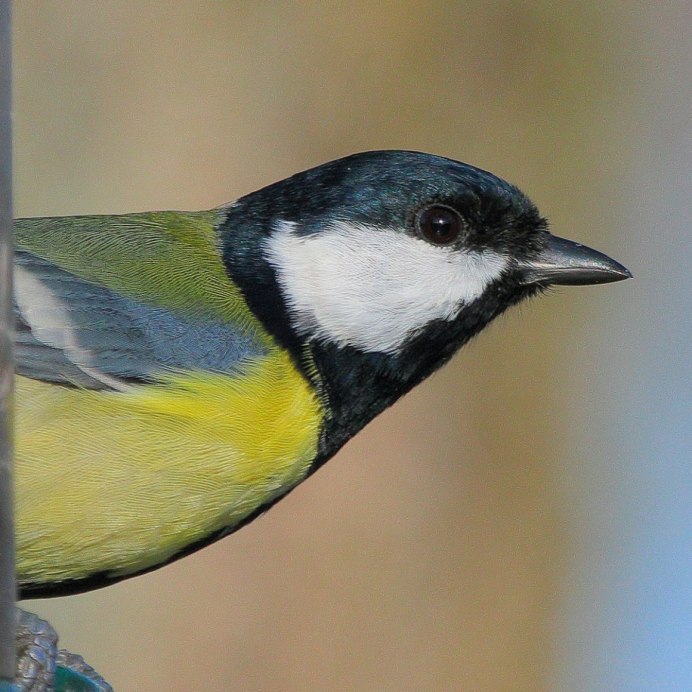 Большая синица и синица лазоревка