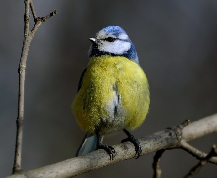 Клюв синички