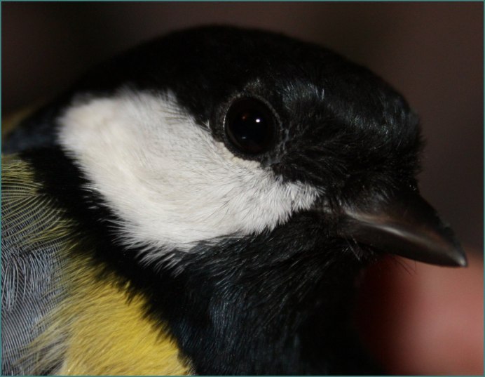 Голова синицы