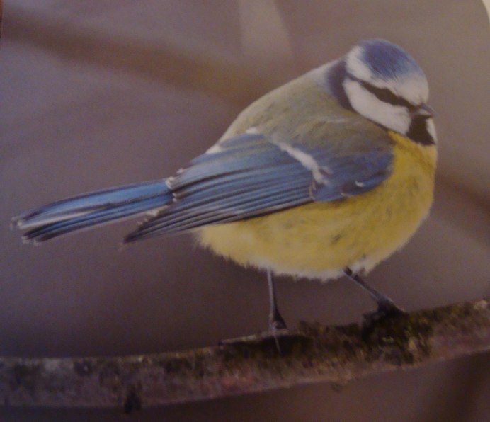 Синичка с открытым клювом