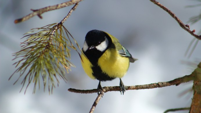 Синица насекомоядная птица