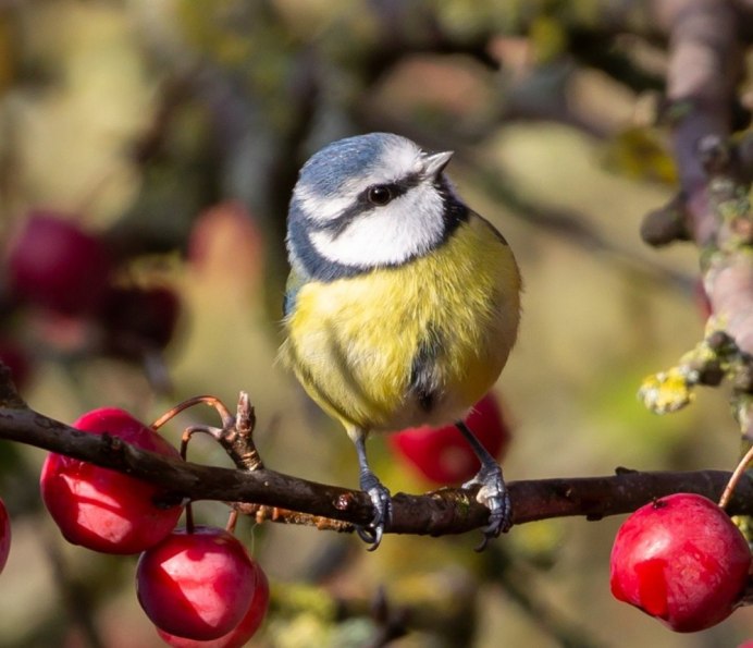 Перо синицы фото