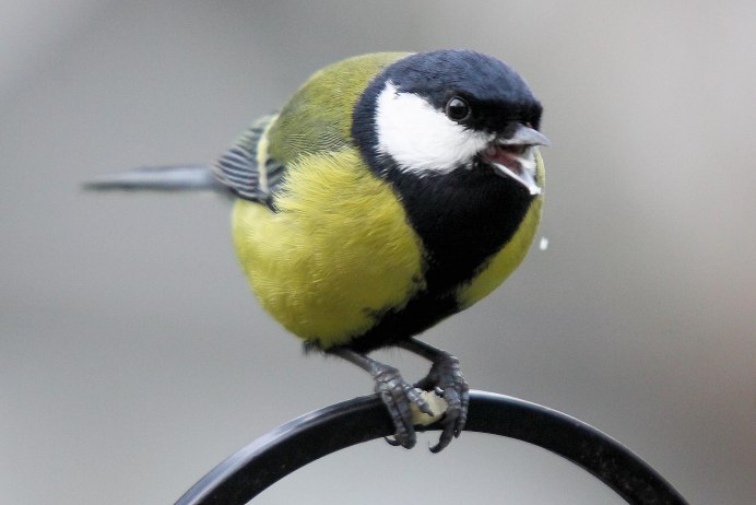 Клювиком синицы