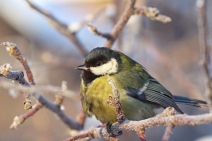 Синица на дереве