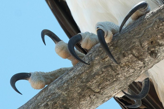 Talon Bird