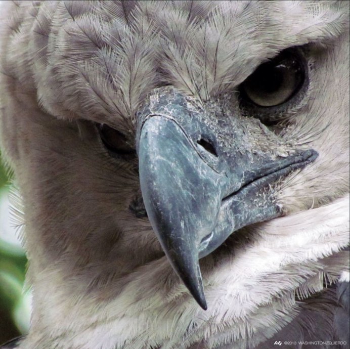 Wikiaves Harpia harpyja