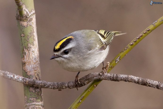 Птица Yellow Rumped Warbler