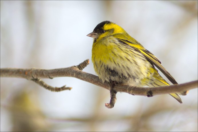 Птица Yellow Rumped Warbler