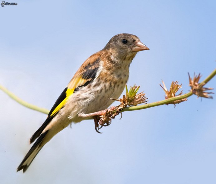 Птица Yellow Rumped Warbler