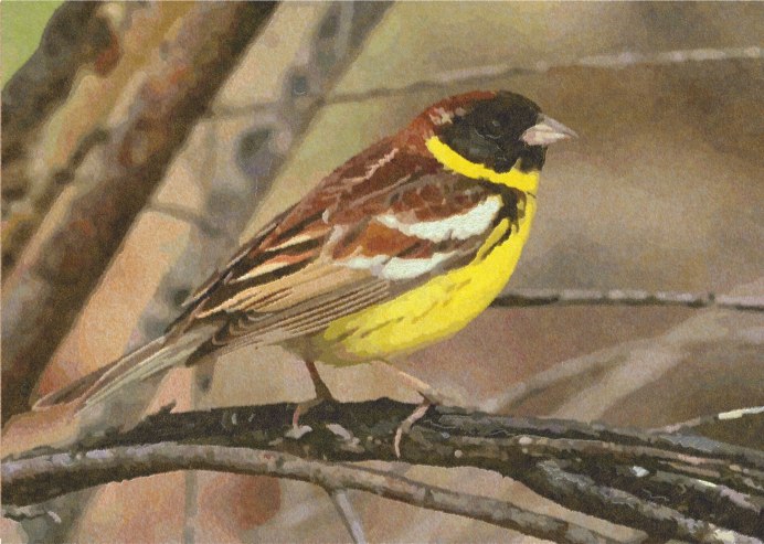 Трясогузка желтая, Плиска (Motacilla Flava)