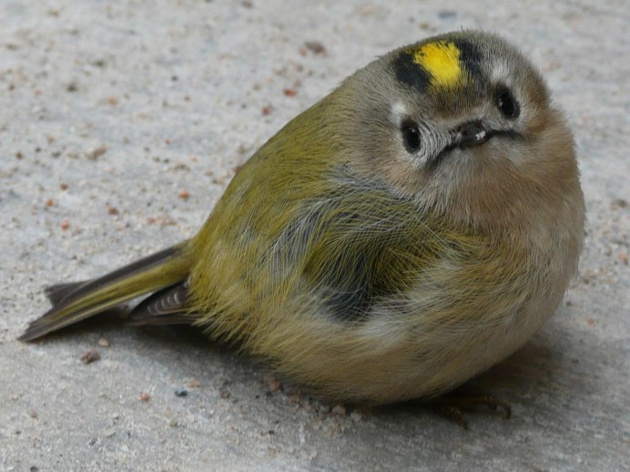 Yellow-Rumped Warbler птица Yellow Rumped
