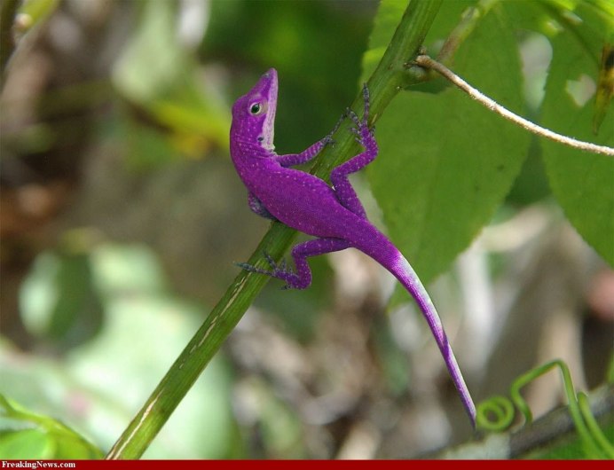 Анолис-Горгона (Anolis gorgonae)