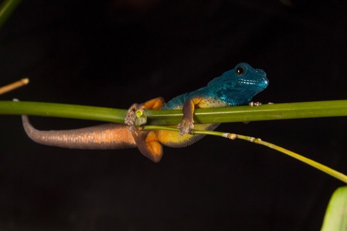 Electric Blue Gecko