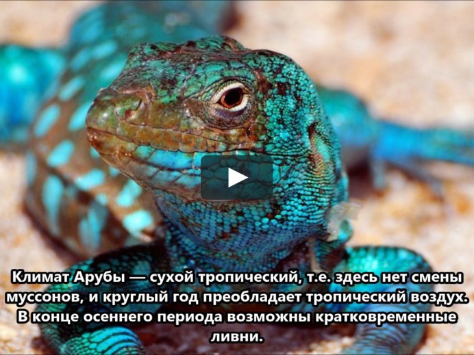 Живородящие новозеландские Гекконы