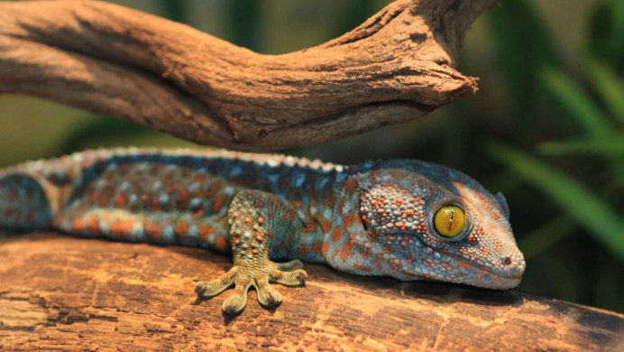 Phelsuma cepediana