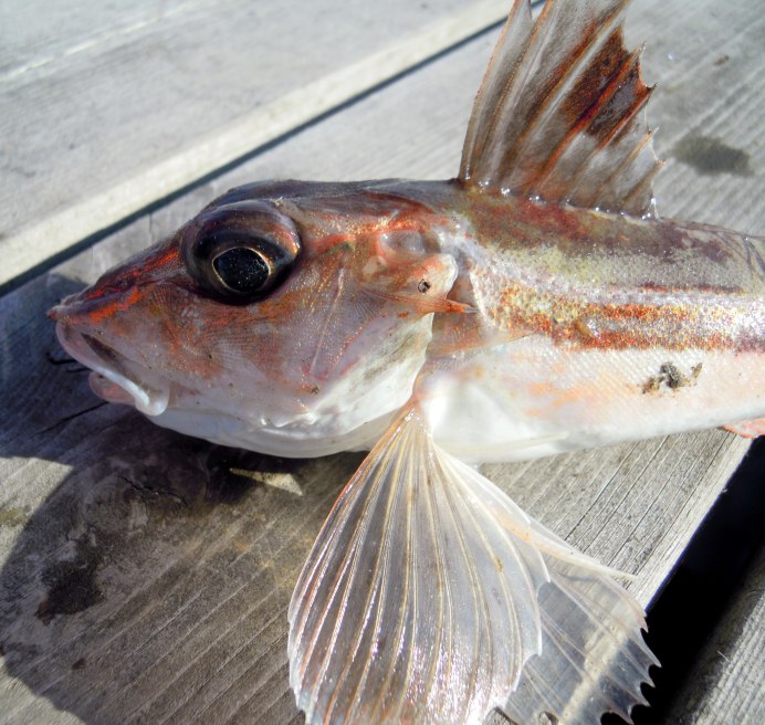 Chelidonichthys lastoviza