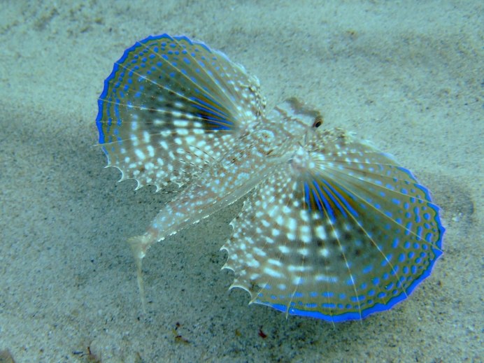Бронированный морской Робин